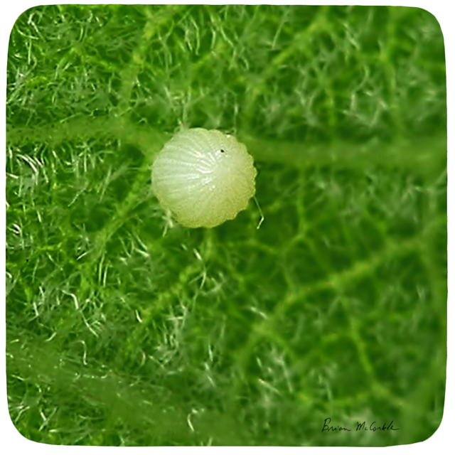 (image for) Monarch Egg